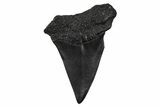 Fossil Broad-Toothed Mako Tooth - South Carolina #374777-1